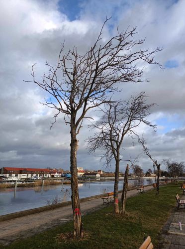 Molo - drzewa wycięte w czerwcu 2024 r.
